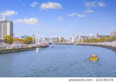 大川沿岸的櫻花樹【櫻之宮公園】 大川沿岸的櫻花樹【櫻之宮公園】 120240159