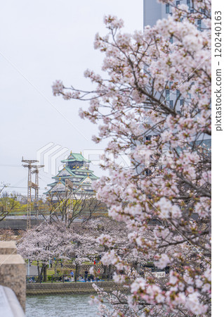 盛開的櫻花和大阪城(川崎橋) 盛開的櫻花和大阪城(川崎橋) 120240163