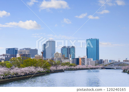 Okawa River and Business Park: Cherry blossoms in full bloom (from Genpachi Bridge) 120240165