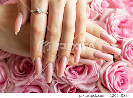Elegant hands showcasing ombre manicured nails surrounded by fresh pink roses 120240884