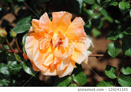 Arao City Ominous Citizen Flower Bed Rose Flower, 120241165
