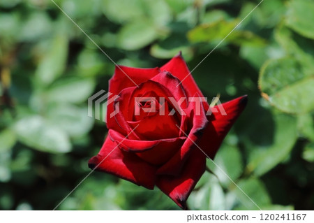 荒尾市少女公民花壇玫瑰花， 120241167