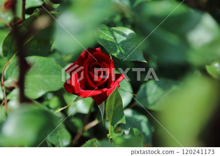 Arao City Ominous Citizen Flower Bed Rose Flower, 120241173