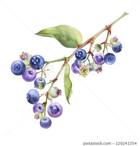 Blueberry blackberry with green leaves on branch, hand drawn in watercolor, cluster group ripe forest berry. Isolated botanical illustration, for restaurant, dessert cafe menu, wedding, farmers market 120241354