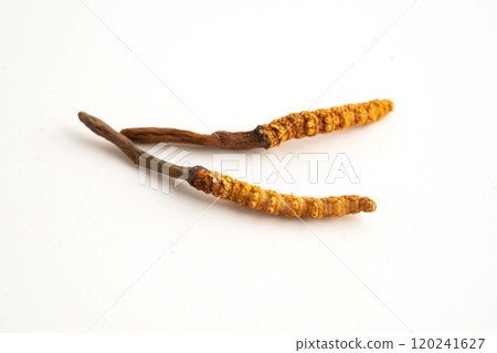 Cordyceps sinensis or Ophiocordyceps sinensis isolated on white background, mushroom herb treatment medicine. Cordyceps sinensis or Ophiocordyceps sinensis isolated on white background, mushroom herb treatment medicine. 120241627