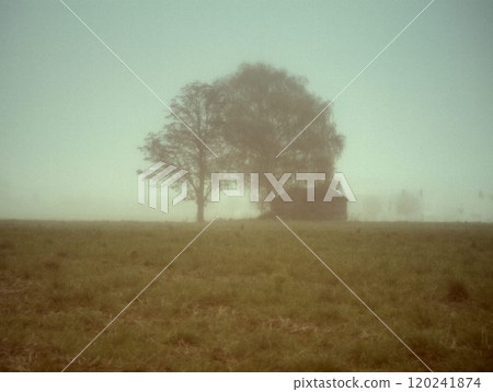 tree in the fog tree in the fog 120241874