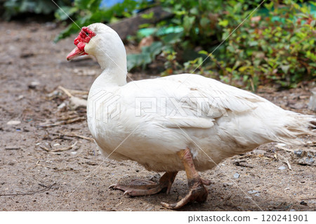 The white Muscovy Duck is stay in nature garden The white Muscovy Duck is stay in nature garden 120241901