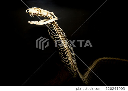 Close up big snake bone on dry stick Close up big snake bone on dry stick 120241903
