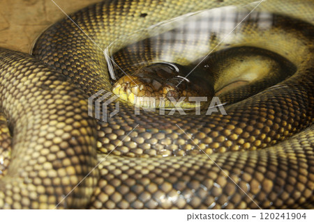 The moluccan python is cute snake and rest in water 120241904