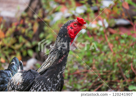 The fighting cock in garden nature farm 120241907