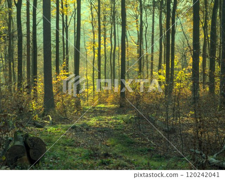 dog and cat walking in the forest dog and cat walking in the forest 120242041