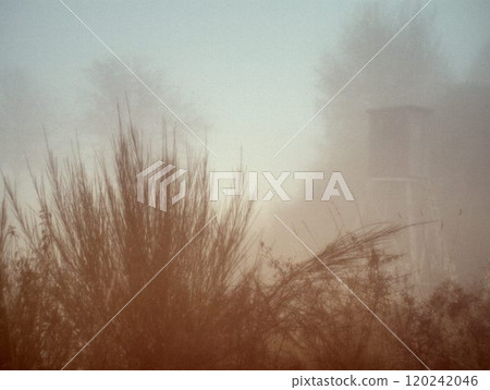 grass in the morning 120242046