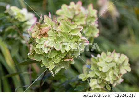 Beautiful flower of the paniculate hydrangea Metallica Beautiful flower of the paniculate hydrangea Metallica 120242215