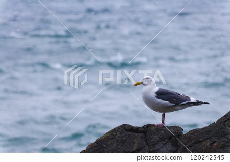 一隻黑尾鷗凝視著大海 120242545