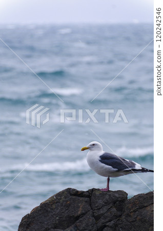 Black-tailed Gulls Resting on a Reef 120242546