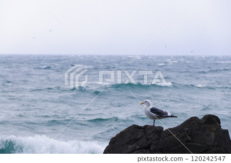 冬海，黑尾黑尾鷗在礁石上休息 120242547