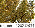 黃色葉子離開銀杏樹 120242634