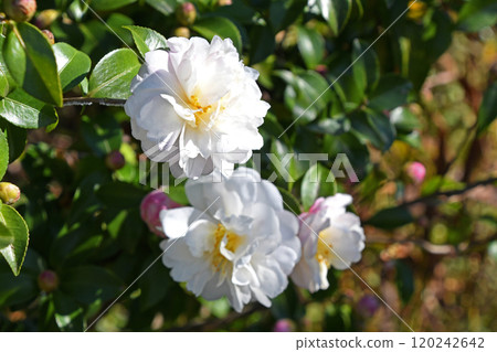 Sasanka(Yamachaka) Sasanka(Yamachaka) 120242642