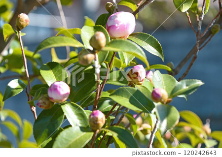 淡粉紅色的茶梅花蕾 淡粉紅色的茶梅花蕾 120242643