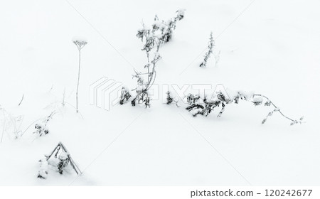 Frozen dry plants stand in a snowdrift, close up photo 120242677
