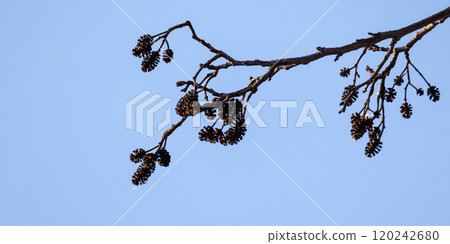 Alder tree branch on a winter day. Natural photo Alder tree branch on a winter day. Natural photo 120242680