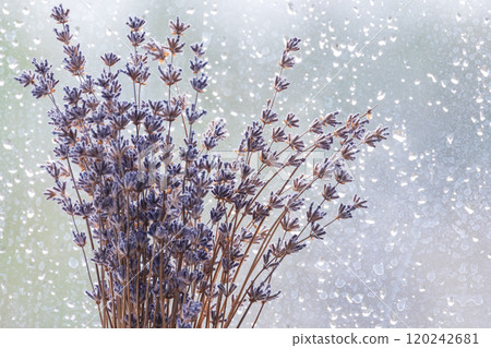 Bouquet of dry lavender flowers macro photo over blurred glass Bouquet of dry lavender flowers macro photo over blurred glass 120242681