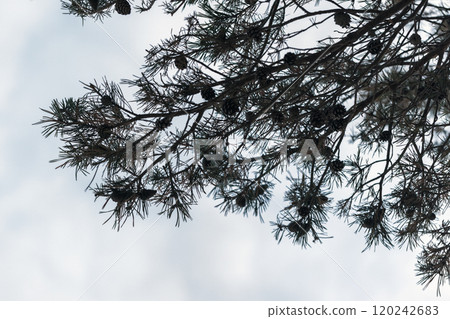 Silhouette of pine tree branch under bright cloudy sky Silhouette of pine tree branch under bright cloudy sky 120242683
