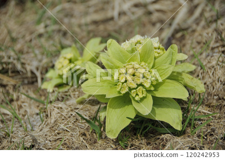 Fuquinot told spring Fuquinot told spring 120242953