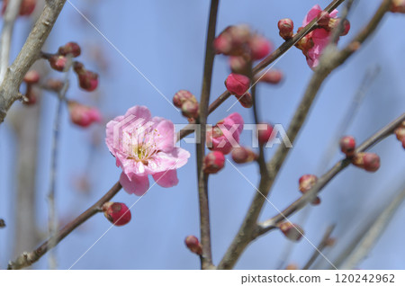 Plum blossoms starting to bloom 120242962