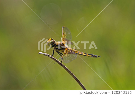 Four-spot dragonfly, Libellula quadrimaculata (male) 120243155