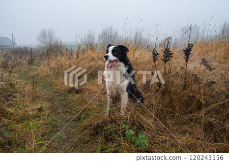 Pet activity. Cute puppy dog border collie sitting in autumn park forest outdoor. Pet dog on walking in foggy autumn fall day. Dog walking. Hello Autumn cold weather concept 120243156
