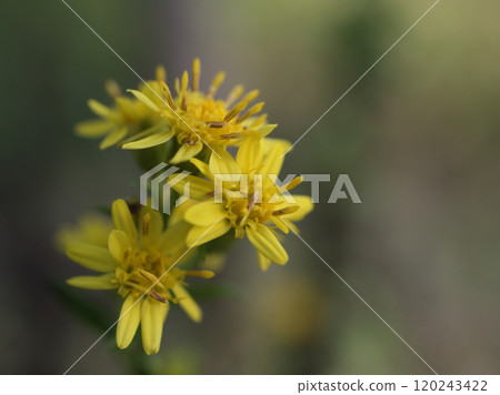 A small and pretty daisy blooming in November A small and pretty daisy blooming in November 120243422