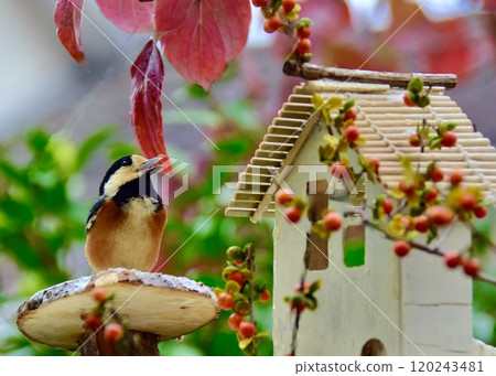 A tit enjoys a meal at a bird feeder surrounded by autumn leaves. 120243481