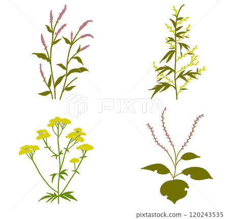 秋季雜草集日本雜草 秋季雜草集日本雜草 120243535