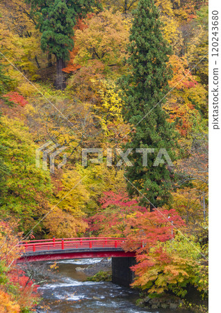 中野紅葉山的秋天，紅葉色彩斑斕 120243680