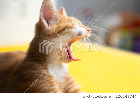 Red funny kitten with wide open mouth on yellow background. Funny pet, domestic animal. Selective focus 120243744