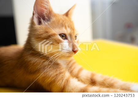 Ginger tabby little kitten look away. Sitting posing. Beautiful orange kitten portrait. Domestic animal Ginger tabby little kitten look away. Sitting posing. Beautiful orange kitten portrait. Domestic animal 120243753