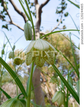Amigasa百合 120244005