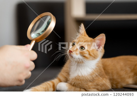The owner looks at his orange cat through a magnifying glass. Self-examination of your pet for fleas and diseases. Tabby ginger kitten. Diagnostics The owner looks at his orange cat through a magnifying glass. Self-examination of your pet for fleas and diseases. Tabby ginger kitten. Diagnostics 120244093