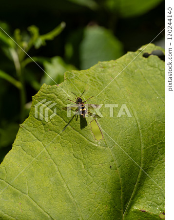 Kismisutarakamikiri Kismisutarakamikiri 120244140