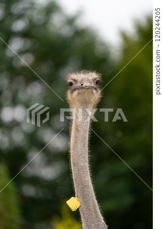 Funny ostrich in the zoo, close-up portrait. Nature and animals. Funny ostrich in the zoo, close-up portrait. Nature and animals. 120244205
