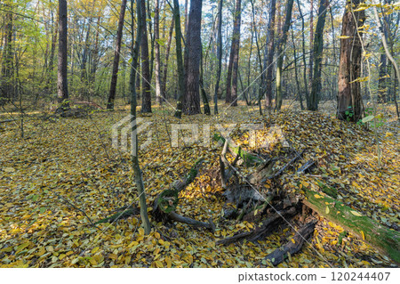 fallen tree and leaves in autumn forest 120244407