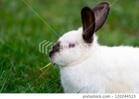 White cute rabbit eats grass. Young adorable bunny playing in garden outdoor. White cute rabbit eats grass. Young adorable bunny playing in garden outdoor. 120244523