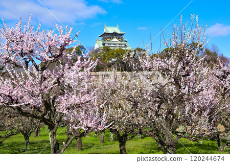 Osaka Castle Park Bairin Osaka Castle Park Bairin 120244674