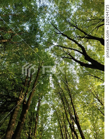 photo from below The canopy of green forest trees reaches up to the sky during the day, sunlight filtering through the leaves 120244735