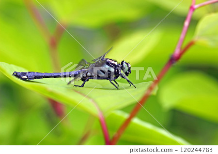 Shaogomphus postocularis (male) on leaves 120244783