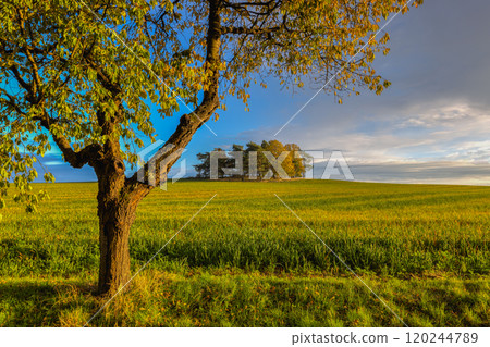 Autumn landscape with groups of lonely trees, Czech Republic 120244789