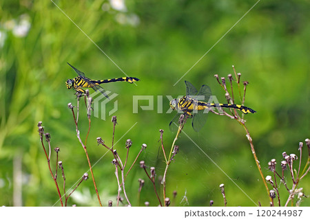 Female fan-winged dragonflies Sinictinogomphus clavatus 120244987