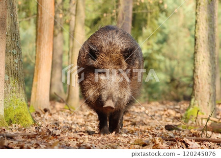 Eurasian wild boar in forest Eurasian wild boar in forest 120245076