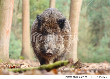 Eurasian wild boar in forest Eurasian wild boar in forest 120245077